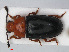  ( - RMNH.INS.536165)  @11 [ ] CreativeCommons - Attribution Non-Commercial Share-Alike (2012) Unspecified Naturalis, Biodiversity Centre
