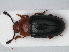  ( - RMNH.INS.536166)  @11 [ ] CreativeCommons - Attribution Non-Commercial Share-Alike (2012) Unspecified Naturalis, Biodiversity Centre
