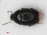  ( - RMNH.INS.536169)  @11 [ ] CreativeCommons - Attribution Non-Commercial Share-Alike (2012) Unspecified Naturalis, Biodiversity Centre
