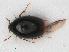  ( - RMNH.INS.536170)  @11 [ ] CreativeCommons - Attribution Non-Commercial Share-Alike (2012) Unspecified Naturalis, Biodiversity Centre