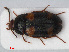  (Mycetophagus quadripustulatus - RMNH.INS.536171)  @14 [ ] CreativeCommons - Attribution Non-Commercial Share-Alike (2012) Unspecified Naturalis, Biodiversity Centre