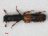 (Nemozoma elongatum - RMNH.INS.536180)  @13 [ ] CreativeCommons - Attribution Non-Commercial Share-Alike (2012) Unspecified Naturalis, Biodiversity Centre