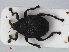  ( - RMNH.INS.536196)  @14 [ ] CreativeCommons - Attribution Non-Commercial Share-Alike (2012) Unspecified Naturalis, Biodiversity Centre