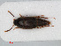  (Sepedophilus testaceus - RMNH.INS.536208)  @14 [ ] CreativeCommons - Attribution Non-Commercial Share-Alike (2012) Unspecified Naturalis, Biodiversity Centre