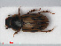  ( - RMNH.INS.536218)  @13 [ ] CreativeCommons - Attribution Non-Commercial Share-Alike (2012) Unspecified Naturalis, Biodiversity Centre