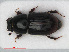  ( - RMNH.INS.536220)  @14 [ ] CreativeCommons - Attribution Non-Commercial Share-Alike (2012) Unspecified Naturalis, Biodiversity Centre