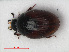  ( - RMNH.INS.536226)  @13 [ ] CreativeCommons - Attribution Non-Commercial Share-Alike (2012) Unspecified Naturalis, Biodiversity Centre