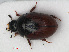  (Cercyon castaneipennis - RMNH.INS.536228)  @14 [ ] CreativeCommons - Attribution Non-Commercial Share-Alike (2012) Unspecified Naturalis, Biodiversity Centre