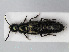  ( - RMNH.INS.536230)  @11 [ ] CreativeCommons - Attribution Non-Commercial Share-Alike (2012) Unspecified Naturalis, Biodiversity Centre