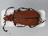  (Pyrochroa serraticornis - RMNH.INS.536233)  @14 [ ] CreativeCommons - Attribution Non-Commercial Share-Alike (2012) Unspecified Naturalis, Biodiversity Centre