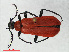  (Pyrochroa - RMNH.INS.536235)  @15 [ ] CreativeCommons - Attribution Non-Commercial Share-Alike (2012) Unspecified Naturalis, Biodiversity Centre