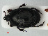  ( - RMNH.INS.536240)  @13 [ ] CreativeCommons - Attribution Non-Commercial Share-Alike (2012) Unspecified Naturalis, Biodiversity Centre