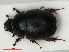  ( - RMNH.INS.536250)  @11 [ ] CreativeCommons - Attribution Non-Commercial Share-Alike (2012) Unspecified Naturalis, Biodiversity Centre