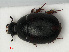  ( - RMNH.INS.536251)  @11 [ ] CreativeCommons - Attribution Non-Commercial Share-Alike (2012) Unspecified Naturalis, Biodiversity Centre