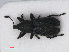  (Magdalis armigera - RMNH.INS.536292)  @14 [ ] CreativeCommons - Attribution Non-Commercial Share-Alike (2012) Unspecified Naturalis, Biodiversity Centre