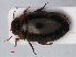 ( - RMNH.INS.536294)  @13 [ ] CreativeCommons - Attribution Non-Commercial Share-Alike (2012) Unspecified Naturalis, Biodiversity Centre