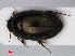 (Agabus didymus - RMNH.INS.536295)  @13 [ ] CreativeCommons - Attribution Non-Commercial Share-Alike (2012) Unspecified Naturalis, Biodiversity Centre
