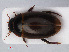  ( - RMNH.INS.536297)  @11 [ ] CreativeCommons - Attribution Non-Commercial Share-Alike (2012) Unspecified Naturalis, Biodiversity Centre