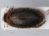  ( - RMNH.INS.536298)  @14 [ ] CreativeCommons - Attribution Non-Commercial Share-Alike (2012) Unspecified Naturalis, Biodiversity Centre