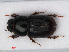  ( - RMNH.INS.536303)  @13 [ ] CreativeCommons - Attribution Non-Commercial Share-Alike (2012) Unspecified Naturalis, Biodiversity Centre