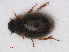  (Laccobius bipunctatus - RMNH.INS.536321)  @14 [ ] CreativeCommons - Attribution Non-Commercial Share-Alike (2012) Unspecified Naturalis, Biodiversity Centre