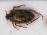  (Haliplus lineatocollis - RMNH.INS.536323)  @14 [ ] CreativeCommons - Attribution Non-Commercial Share-Alike (2012) Unspecified Naturalis, Biodiversity Centre