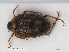  (Peltodytes - RMNH.INS.536329)  @14 [ ] CreativeCommons - Attribution Non-Commercial Share-Alike (2012) Unspecified Naturalis, Biodiversity Centre