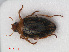  (Haliplus immaculatus - RMNH.INS.536335)  @13 [ ] CreativeCommons - Attribution Non-Commercial Share-Alike (2012) Unspecified Naturalis, Biodiversity Centre