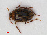  (Haliplus heydeni - RMNH.INS.536336)  @15 [ ] CreativeCommons - Attribution Non-Commercial Share-Alike (2012) Unspecified Naturalis, Biodiversity Centre