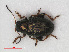  (Chaetocnema hortensis - RMNH.INS.536341)  @14 [ ] CreativeCommons - Attribution Non-Commercial Share-Alike (2012) Unspecified Naturalis, Biodiversity Centre