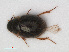  ( - RMNH.INS.536346)  @14 [ ] CreativeCommons - Attribution Non-Commercial Share-Alike (2012) Unspecified Naturalis, Biodiversity Centre