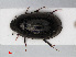  (Hydrobiusini - RMNH.INS.536352)  @14 [ ] CreativeCommons - Attribution Non-Commercial Share-Alike (2012) Unspecified Naturalis, Biodiversity Centre