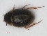  ( - RMNH.INS.536356)  @14 [ ] CreativeCommons - Attribution Non-Commercial Share-Alike (2012) Unspecified Naturalis, Biodiversity Centre