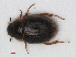  ( - RMNH.INS.536357)  @14 [ ] CreativeCommons - Attribution Non-Commercial Share-Alike (2012) Unspecified Naturalis, Biodiversity Centre