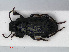  ( - RMNH.INS.536379)  @12 [ ] CreativeCommons - Attribution Non-Commercial Share-Alike (2012) Unspecified Naturalis, Biodiversity Centre