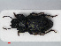  ( - RMNH.INS.536381)  @11 [ ] CreativeCommons - Attribution Non-Commercial Share-Alike (2012) Unspecified Naturalis, Biodiversity Centre