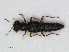  (Stenus pallipes - RMNH.INS.536392)  @14 [ ] CreativeCommons - Attribution Non-Commercial Share-Alike (2012) Unspecified Naturalis, Biodiversity Centre