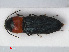  (Cardiophorus ruficollis - RMNH.INS.536403)  @13 [ ] CreativeCommons - Attribution Non-Commercial Share-Alike (2012) Unspecified Naturalis, Biodiversity Centre