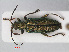  (Donacia - RMNH.INS.536417)  @15 [ ] CreativeCommons - Attribution Non-Commercial Share-Alike (2012) Unspecified Naturalis, Biodiversity Centre