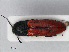  ( - RMNH.INS.536426)  @12 [ ] CreativeCommons - Attribution Non-Commercial Share-Alike (2012) Unspecified Naturalis, Biodiversity Centre