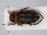  ( - RMNH.INS.536443)  @14 [ ] CreativeCommons - Attribution Non-Commercial Share-Alike (2012) Unspecified Naturalis, Biodiversity Centre