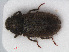  ( - RMNH.INS.536448)  @11 [ ] CreativeCommons - Attribution Non-Commercial Share-Alike (2012) Unspecified Naturalis, Biodiversity Centre