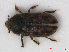  (Heterocerus marginatus - RMNH.INS.536455)  @14 [ ] CreativeCommons - Attribution Non-Commercial Share-Alike (2012) Unspecified Naturalis, Biodiversity Centre