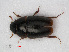  (Limnebius nitidus - RMNH.INS.536460)  @14 [ ] CreativeCommons - Attribution Non-Commercial Share-Alike (2012) Unspecified Naturalis, Biodiversity Centre