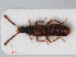  ( - RMNH.INS.536479)  @11 [ ] CreativeCommons - Attribution Non-Commercial Share-Alike (2012) Unspecified Naturalis, Biodiversity Centre