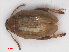  ( - RMNH.INS.542728)  @11 [ ] CreativeCommons - Attribution Non-Commercial Share-Alike (2013) Unspecified Naturalis Biodiversity Center