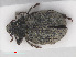  ( - RMNH.INS.542729)  @13 [ ] CreativeCommons - Attribution Non-Commercial Share-Alike (2013) Unspecified Naturalis Biodiversity Center