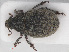  ( - RMNH.INS.542730)  @11 [ ] CreativeCommons - Attribution Non-Commercial Share-Alike (2013) Unspecified Naturalis Biodiversity Center