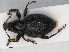  (Otiorhynchus atroapterus - RMNH.INS.542731)  @14 [ ] CreativeCommons - Attribution Non-Commercial Share-Alike (2013) Unspecified Naturalis Biodiversity Center