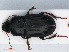  ( - RMNH.INS.542761)  @13 [ ] CreativeCommons - Attribution Non-Commercial Share-Alike (2013) Unspecified Naturalis Biodiversity Center